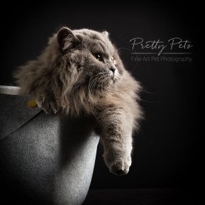 kattenfotografie British longhair