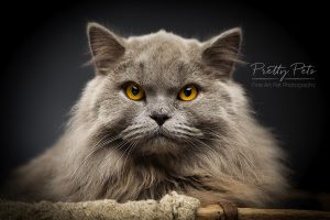 kattenfotografie Britse Langhaar