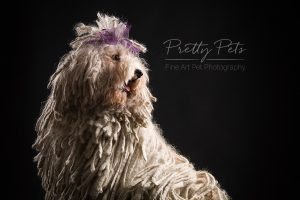 hondenfotografie Puli