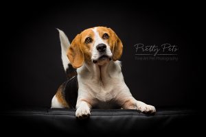 hondenfotografie Beagle