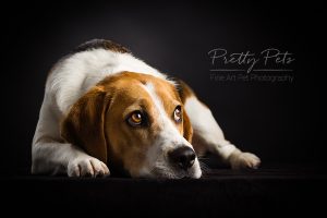 hondenfotografie Beagle