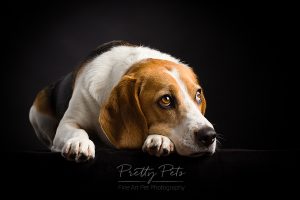 hondenfotografie Beagle