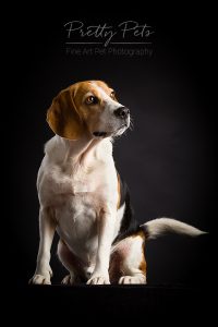 hondenfotografie Beagle