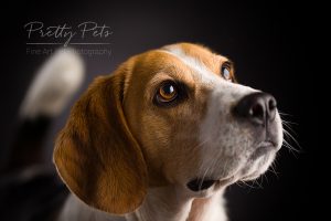 hondenfotografie Beagle