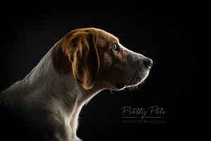 hondenfotografie Beagle