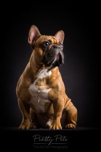 hondenfotografie Franse Bulldog