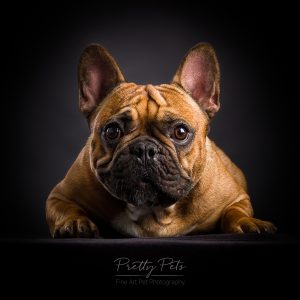 hondenfotografie Franse Bulldog