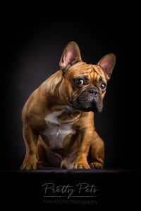 hondenfotografie Franse Bulldog