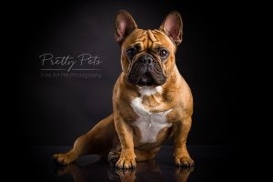 hondenfotografie Franse Bulldog