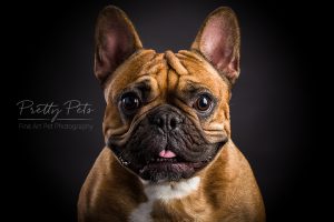hondenfotografie Franse Bulldog