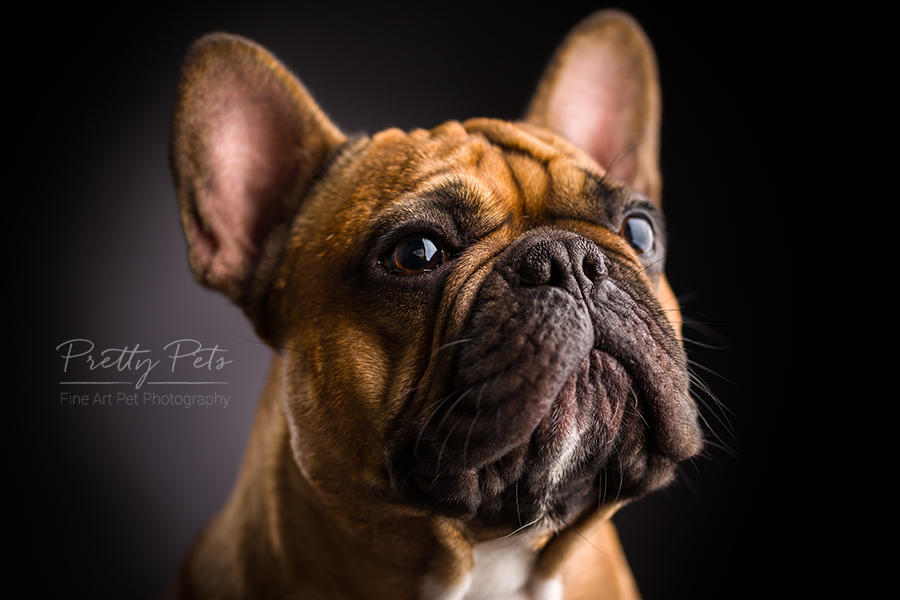 hondenfotografie Franse Bulldog