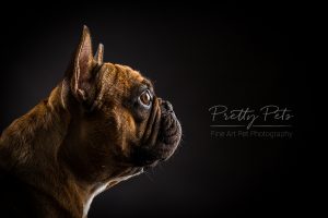 hondenfotografie Franse Bulldog