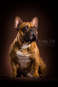 hondenfotografie Franse Bulldog