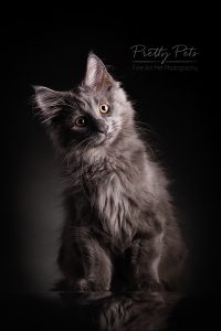 kattenfoto Main Coon