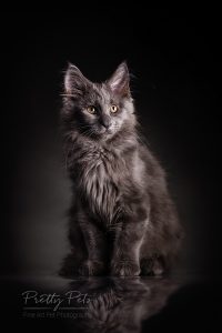 kattenfotografie Main Coon