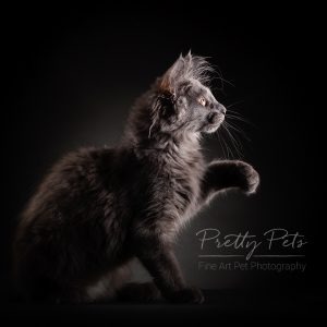 kattenfotografie Main Coon