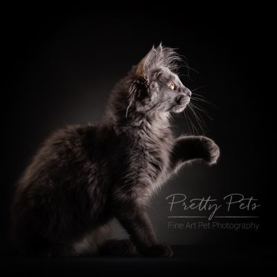 portfolio kattenfotografie