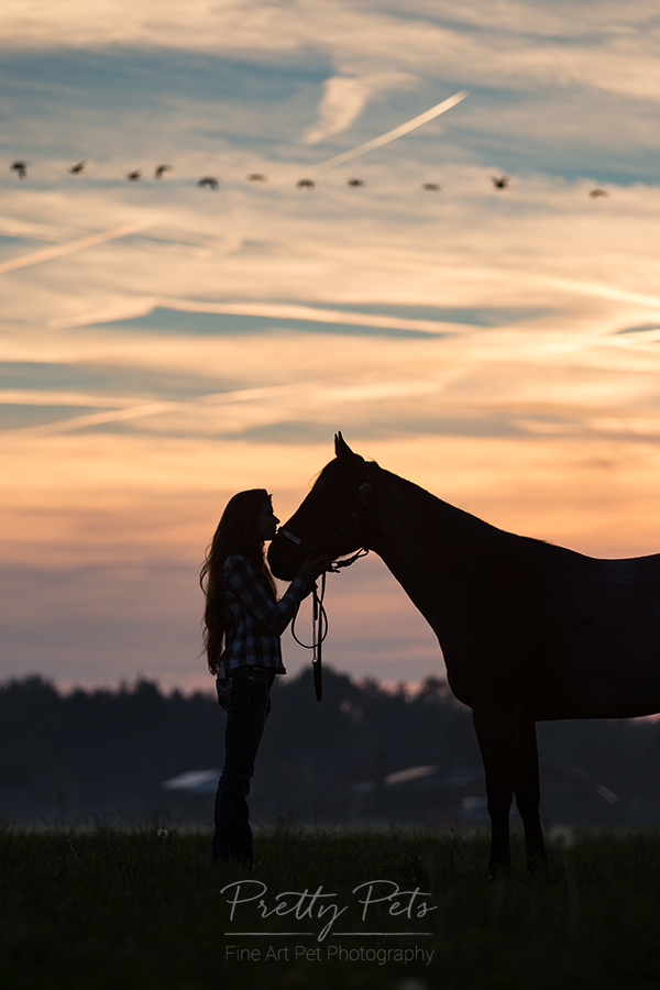 paardenfotografie silhouet