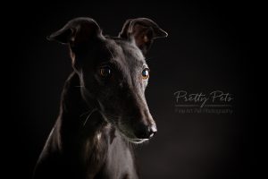 hondenfotografie Greyhound windhond