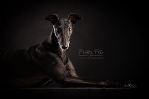 hondenfotografie Greyhound windhond