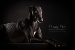 hondenfotografie Greyhound windhond