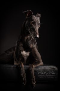 hondenfotografie Greyhound windhond