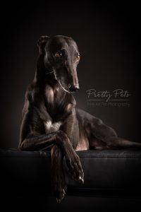 hondenfotografie Greyhound windhond