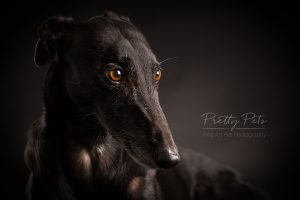 hondenfotografie Greyhound windhond