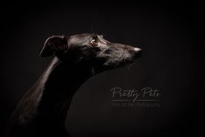 hondenfotografie Greyhound windhond
