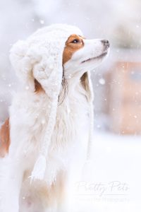 hondenfotografie Kooikerhondje in de sneeuw