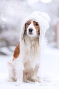 hondenfotografie Kooikerhondje sneeuwpret