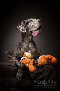 hondenfotografie Duitse Dog