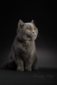 kattenfotografie British Shorthair