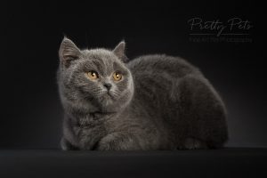 kattenfotografie British Shorthair