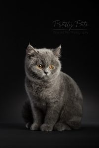 kattenfotografie British Shorthair