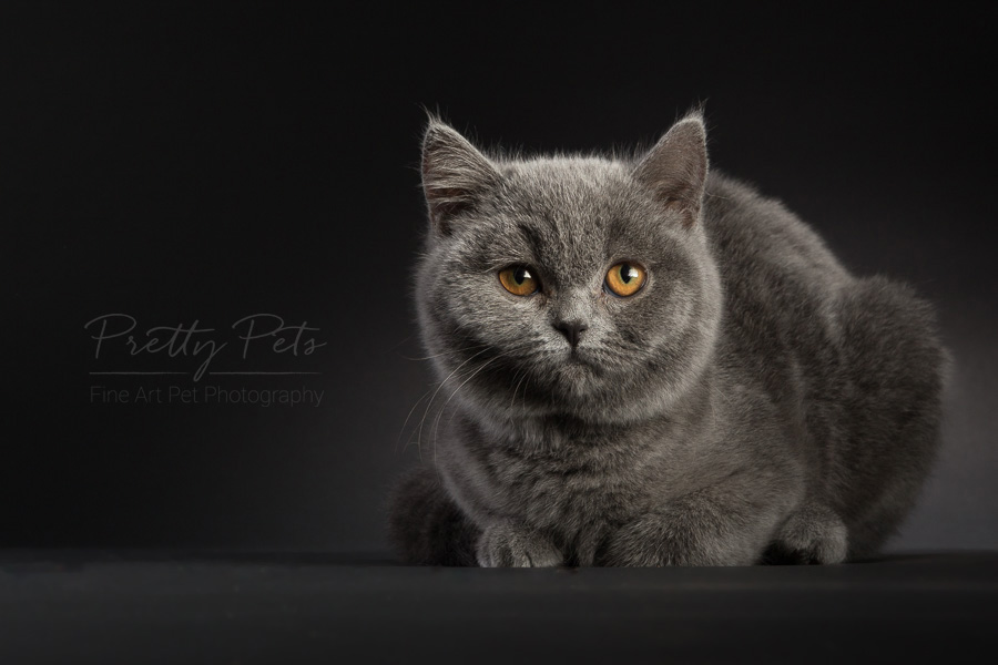 kattenfotografie British Shorthair