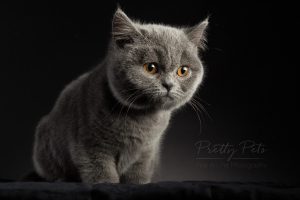 kattenfotografie British Shorthair