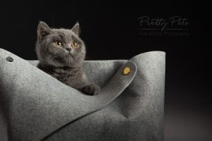 kattenfotografie British Shorthair