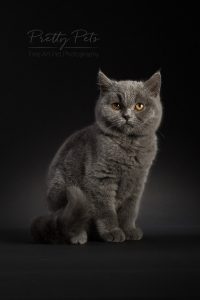 kattenfotografie British Shorthair