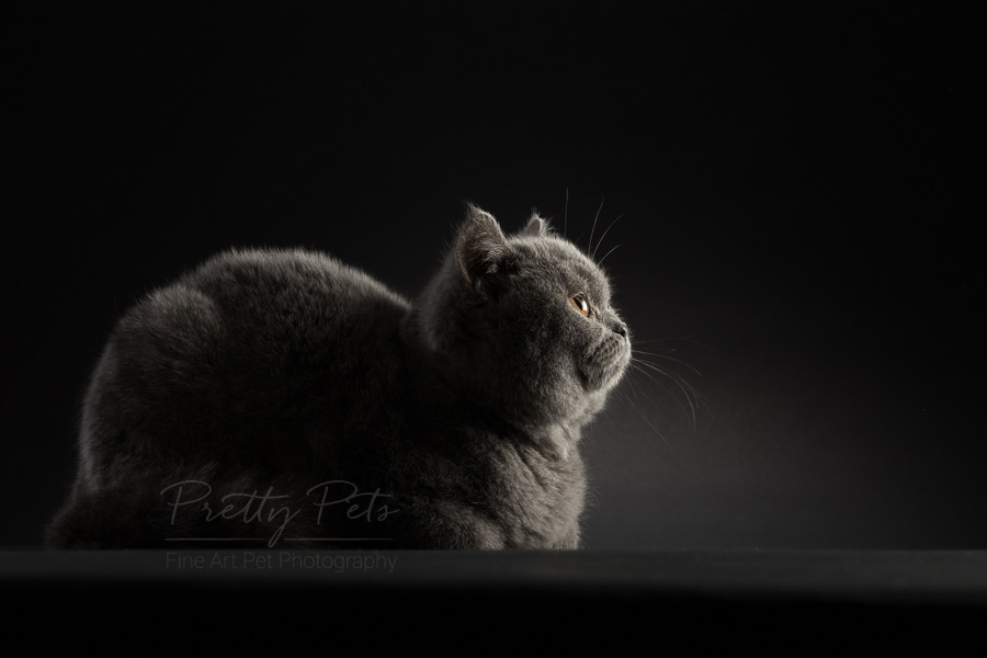 kattenfotografie British Shorthair