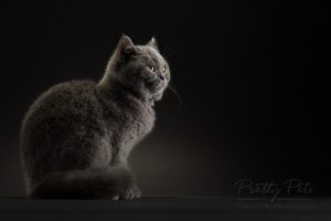 kattenfotografie British Shorthair