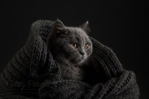 kattenfotografie British Shorthair