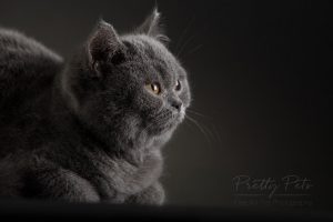 kattenfotografie British Shorthair