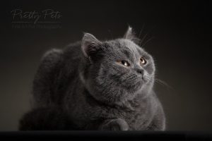 kattenfotografie British Shorthair