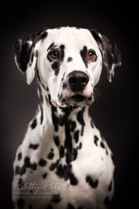 hondenfotografie Dalmatiër