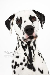 hondenfotografie Dalmatiër