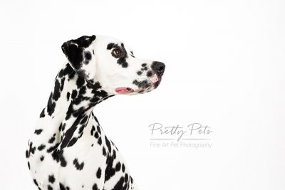 portfolio hondenfotografie