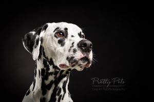 hondenfotografie Dalmatiër