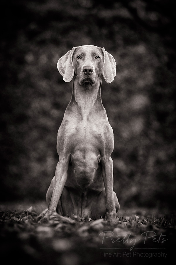 hondenfotografie Weimaraner