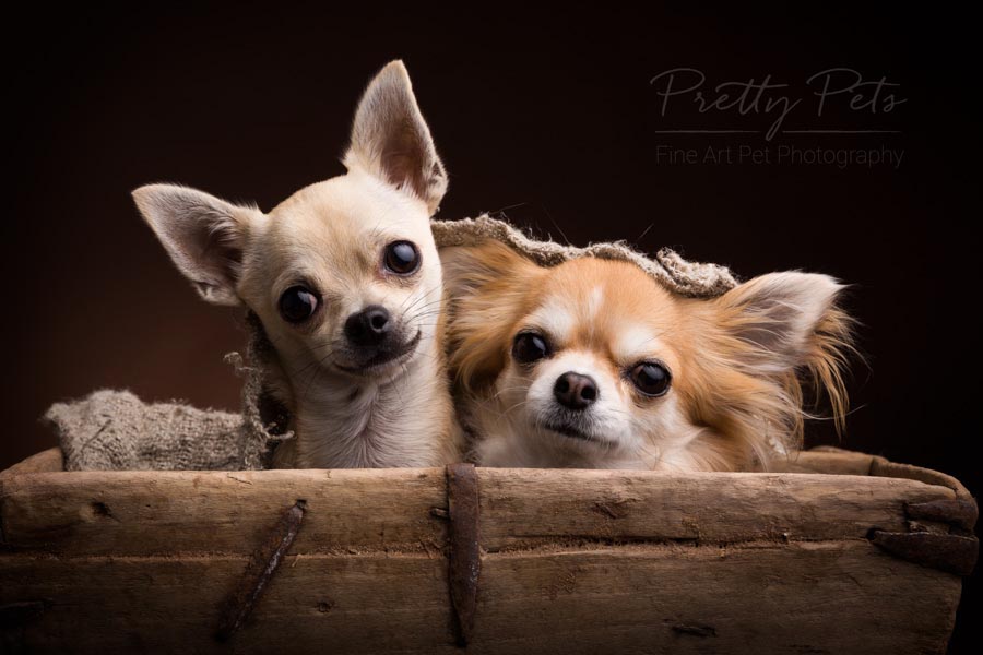 duo chihuahua hondenfotografie